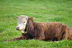 Hereford - all brown and white