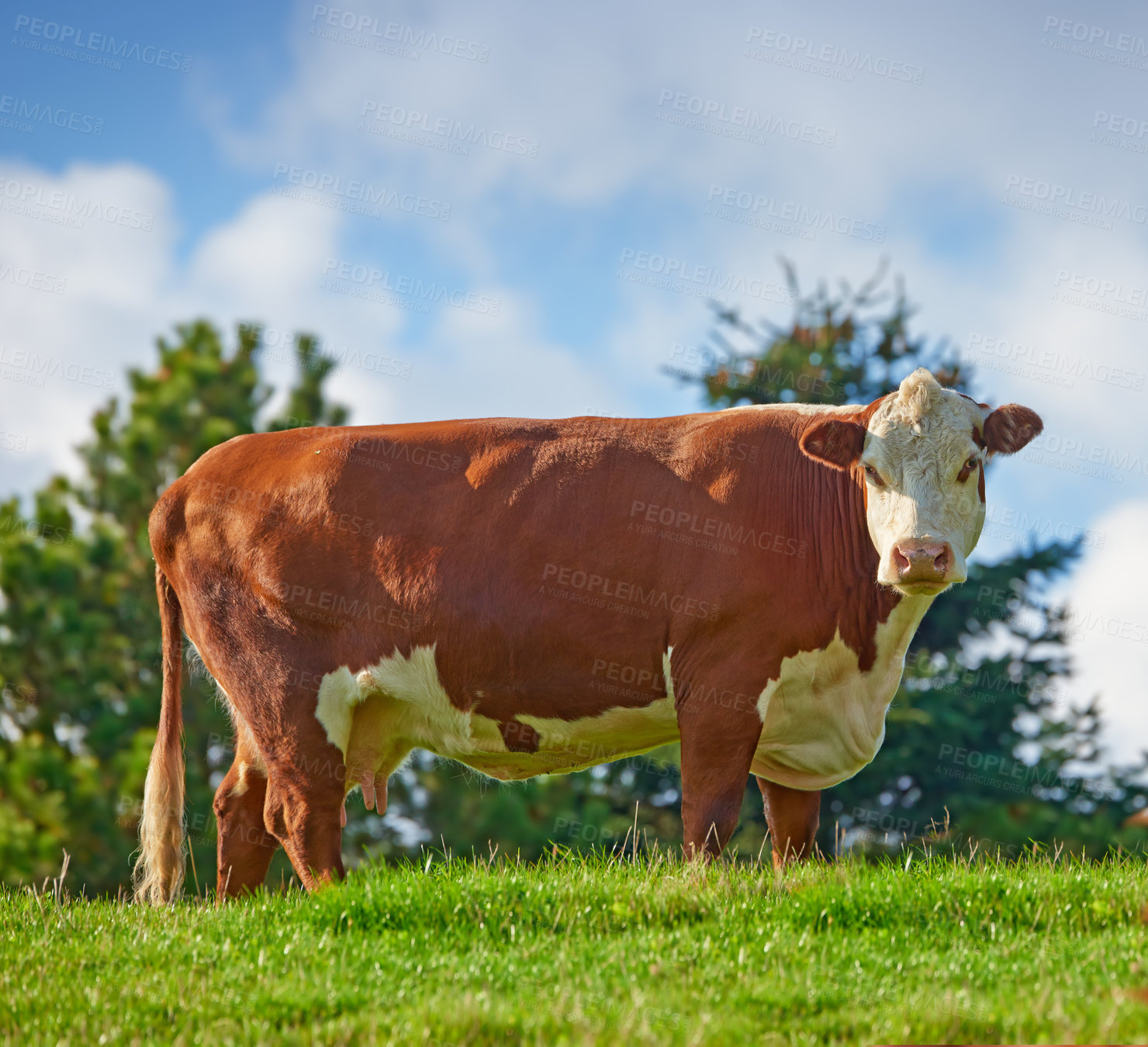 Buy stock photo A large brown cow grazing on a field or farm in the rural countryside with blue sky copy space. Bovine bull livestock on an organic and sustainable cattle farm for the beef and dairy industry