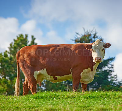 Buy stock photo A large brown cow grazing on a field or farm in the rural countryside with blue sky copy space. Bovine bull livestock on an organic and sustainable cattle farm for the beef and dairy industry