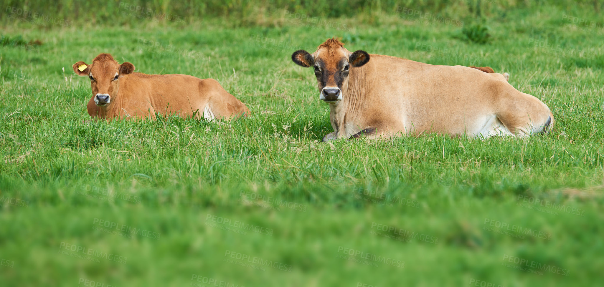 Buy stock photo Two brown cow lying down on an organic green dairy farm in the countryside. Cattle or livestock in an open, empty and secluded grassy field or meadow. Animals in their natural environment in nature