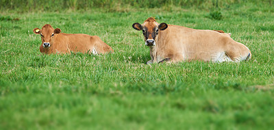 Buy stock photo Two brown cow lying down on an organic green dairy farm in the countryside. Cattle or livestock in an open, empty and secluded grassy field or meadow. Animals in their natural environment in nature