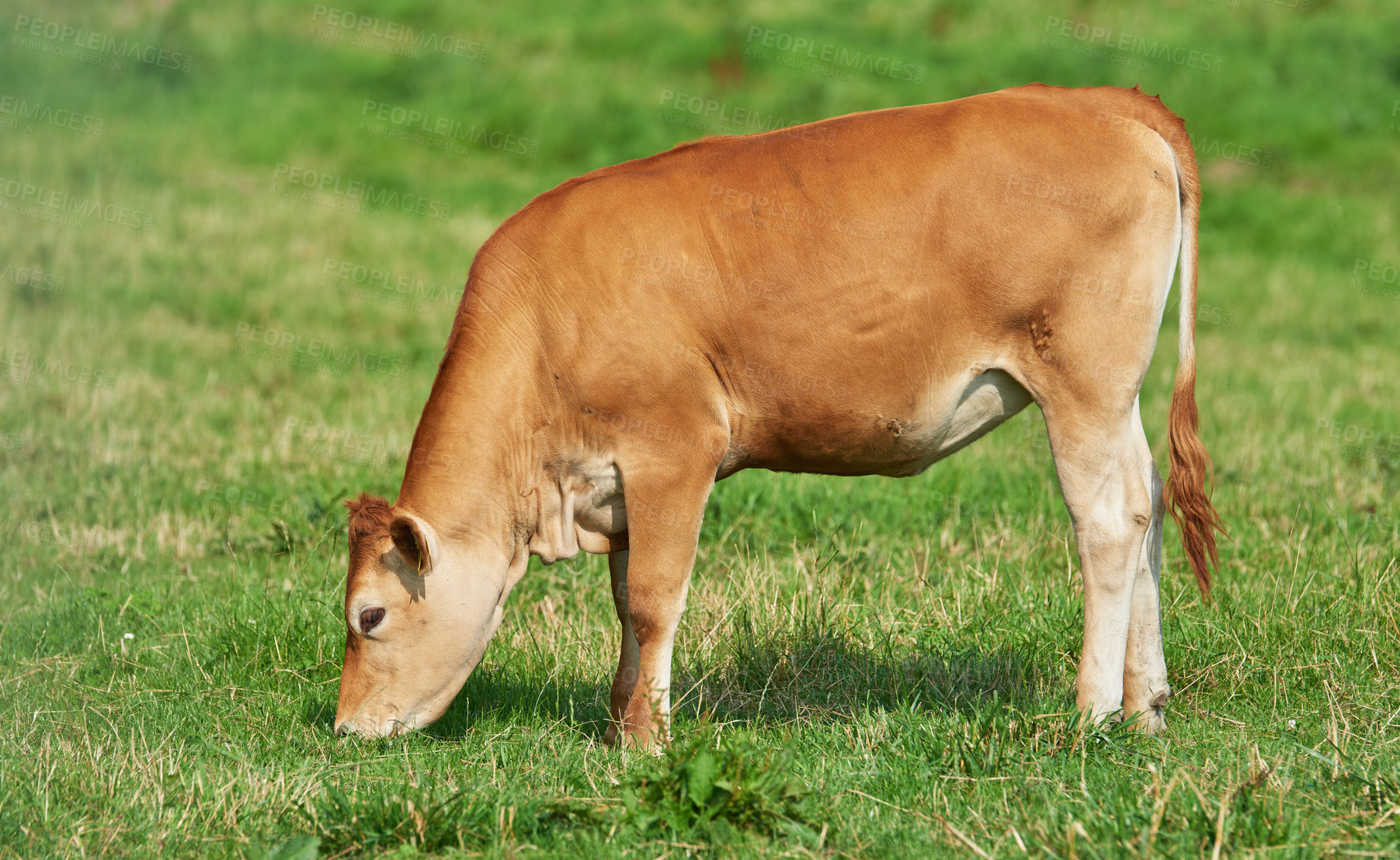 Buy stock photo Brown calf eating and grazing on green farmland in the countryside. Cow or livestock standing on an open, empty and secluded lush grassy field or meadow. Animal in its natural pasture or environment