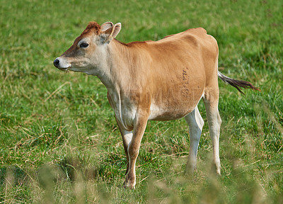 Buy stock photo One brown and white cow on a green field in a rural countryside with copy space. Raising and breeding livestock cattle on a farm for the beef and dairy industry. Landscape with animals in nature