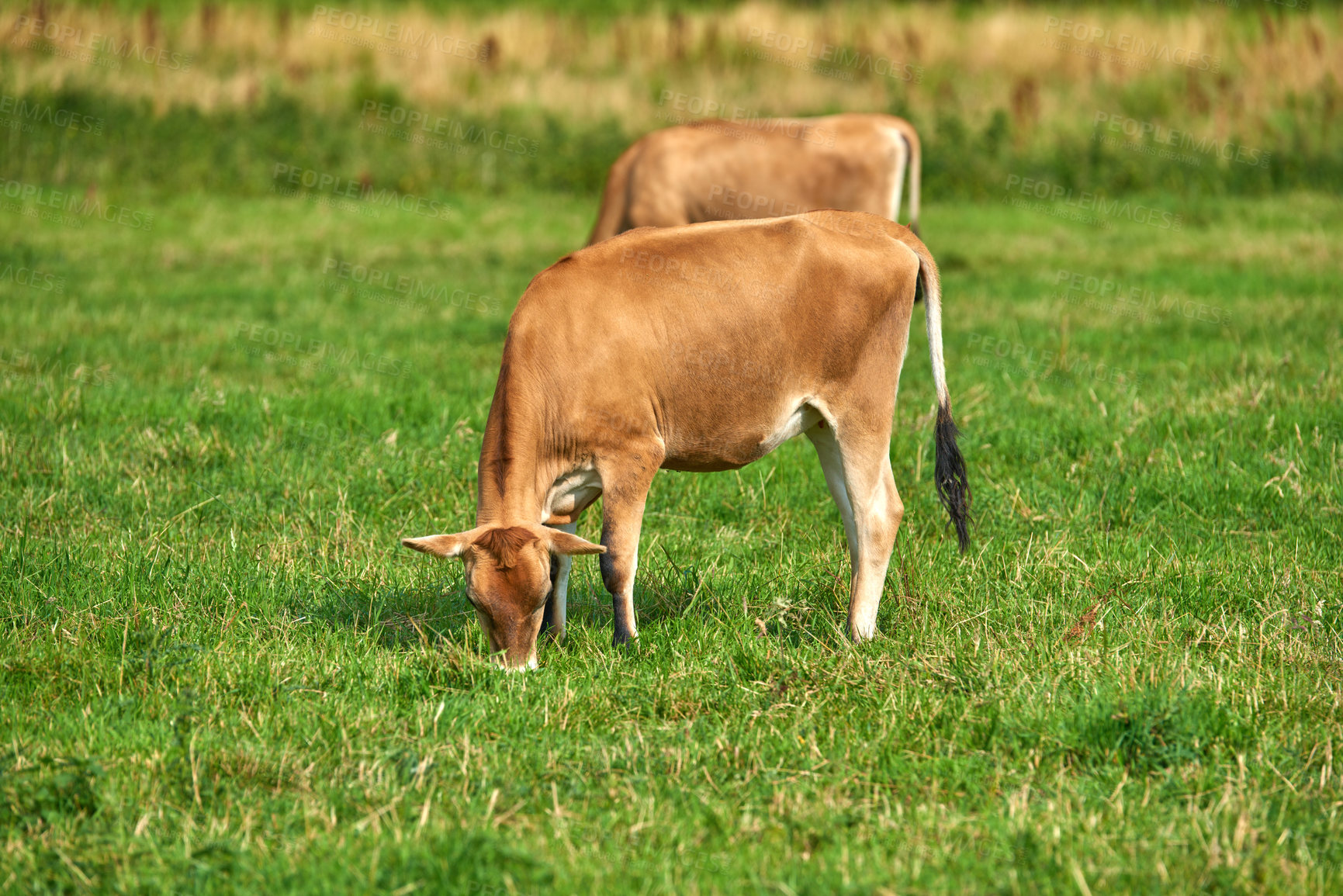 Buy stock photo Two brown cows grazing on an organic green dairy farm in the countryside. Cattle or livestock in an open, empty and vast grassy field or meadow. Bovine animals on agricultural and sustainable land
