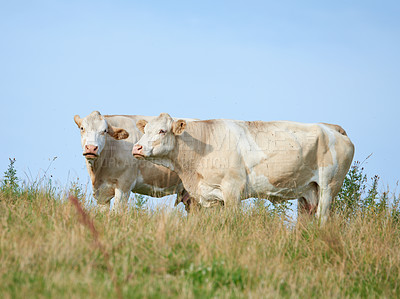 Buy stock photo Raising and breeding livestock cattle on a farm for beef and dairy industry. Landscape animals on pasture or grazing land. Two white cows standing on a field in rural countryside with copy space. 