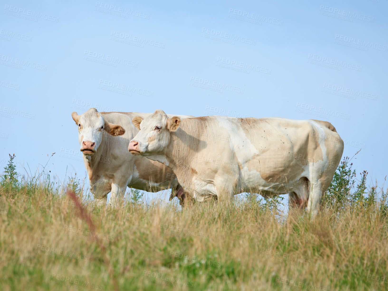 Buy stock photo Raising and breeding livestock cattle on a farm for beef and dairy industry. Landscape animals on pasture or grazing land. Two white cows standing on a field in rural countryside with copy space. 