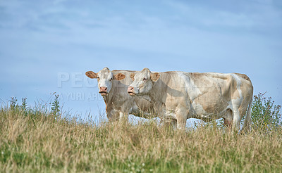 Buy stock photo Grass fed Jersey cows on farm pasture, grazing and raised for dairy, meat or beef industry. Full length of two hairy cattle animals standing together on remote farmland lawn or agriculture estate