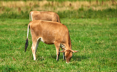 Buy stock photo Two cows grazing on farm field on a sunny day on a lush meadow of farmland. Young brown bovine eating grass on an uncultivated field. Wild livestock or organic cattle for free range beef 