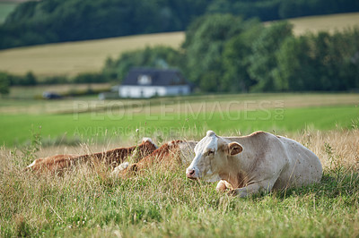 Buy stock photo Brown and white cows lying on a field and farmland in the background with copy space. Cattle or livestock animals on a sustainable agricultural farm for dairy, beef or meat industry with copyspace
