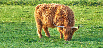 Buy stock photo One highland cattle grazing in a field in the morning. A brown farm animal standing in a meadow while eating fresh green grass. Full length of a cow with horns on a sustainable farmland during summer