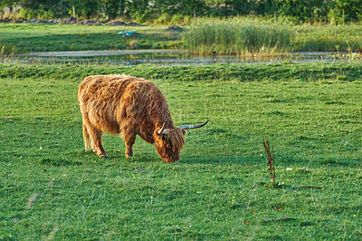 Buy stock photo Grass fed Highland cow on farm pasture, grazing and raised for dairy, meat or beef industry. Full length of hairy cattle animal standing alone on green grass on remote farmland or agriculture estate
