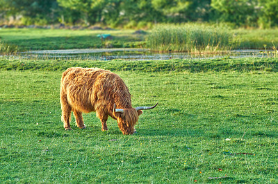 Buy stock photo Grass fed Highland cow grazing on green farm pasture and raised for dairy, meat or beef industry. Full length of a hairy cattle animal standing alone on lawn on remote farmland or agriculture estate