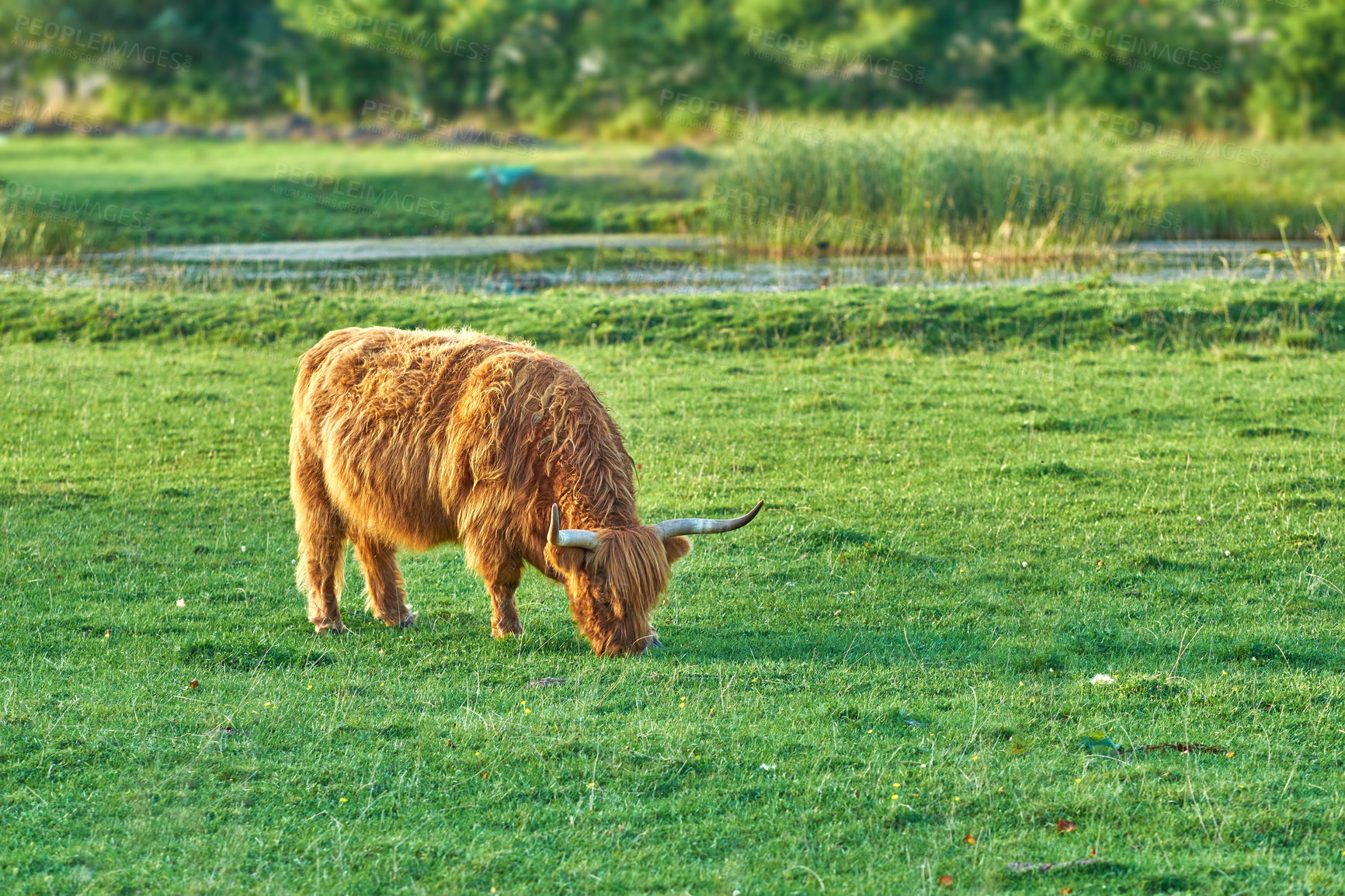 Buy stock photo Grass fed Highland cow grazing on green farm pasture and raised for dairy, meat or beef industry. Full length of a hairy cattle animal standing alone on lawn on remote farmland or agriculture estate