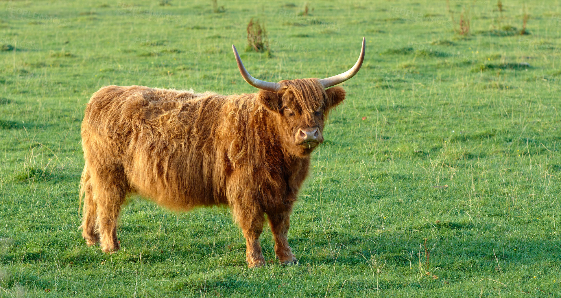 Buy stock photo Grass fed Highland cow on farm pasture, grazing and raised for dairy, meat or beef industry. Full length of hairy cattle animal standing alone on green remote farmland or agricultural estate