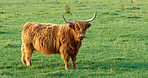 Highland cows