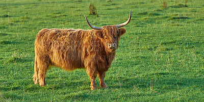 Buy stock photo Raising Scottish breed of cattle and livestock on a farm for beef industry. Landscape with animal in nature. Brown hairy highland cow with horns on a green field in a rural countryside with copyspace