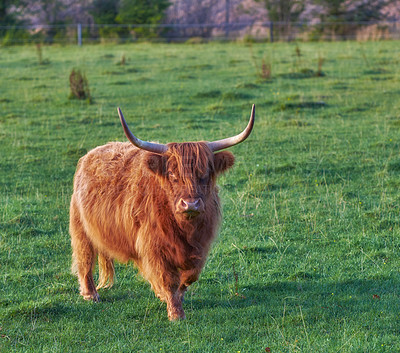 Buy stock photo Brown woolly bull with large horns or antlers standing in a field of green grass. Highland cow grazing on a sustainable and organic farm during summer. Longhorn cattle standing on a dairy farm