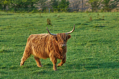 Buy stock photo Brown hairy highland cow with horns on a green field in rural countryside with copy space. Breeding cattle and livestock on a farm for the beef industry. Landscape with animals in grazing nature
