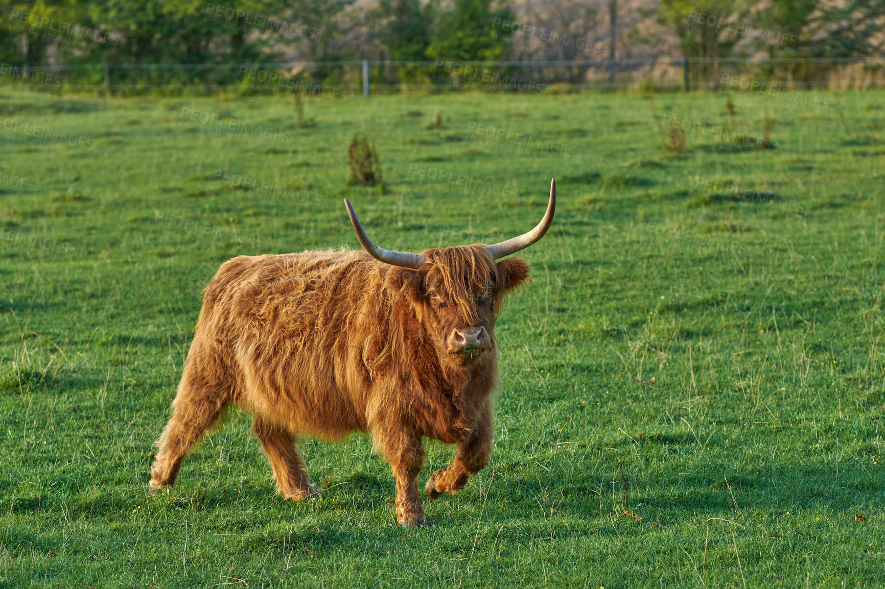 Buy stock photo Brown hairy highland cow with horns on a green field in rural countryside with copy space. Breeding cattle and livestock on a farm for the beef industry. Landscape with animals in grazing nature