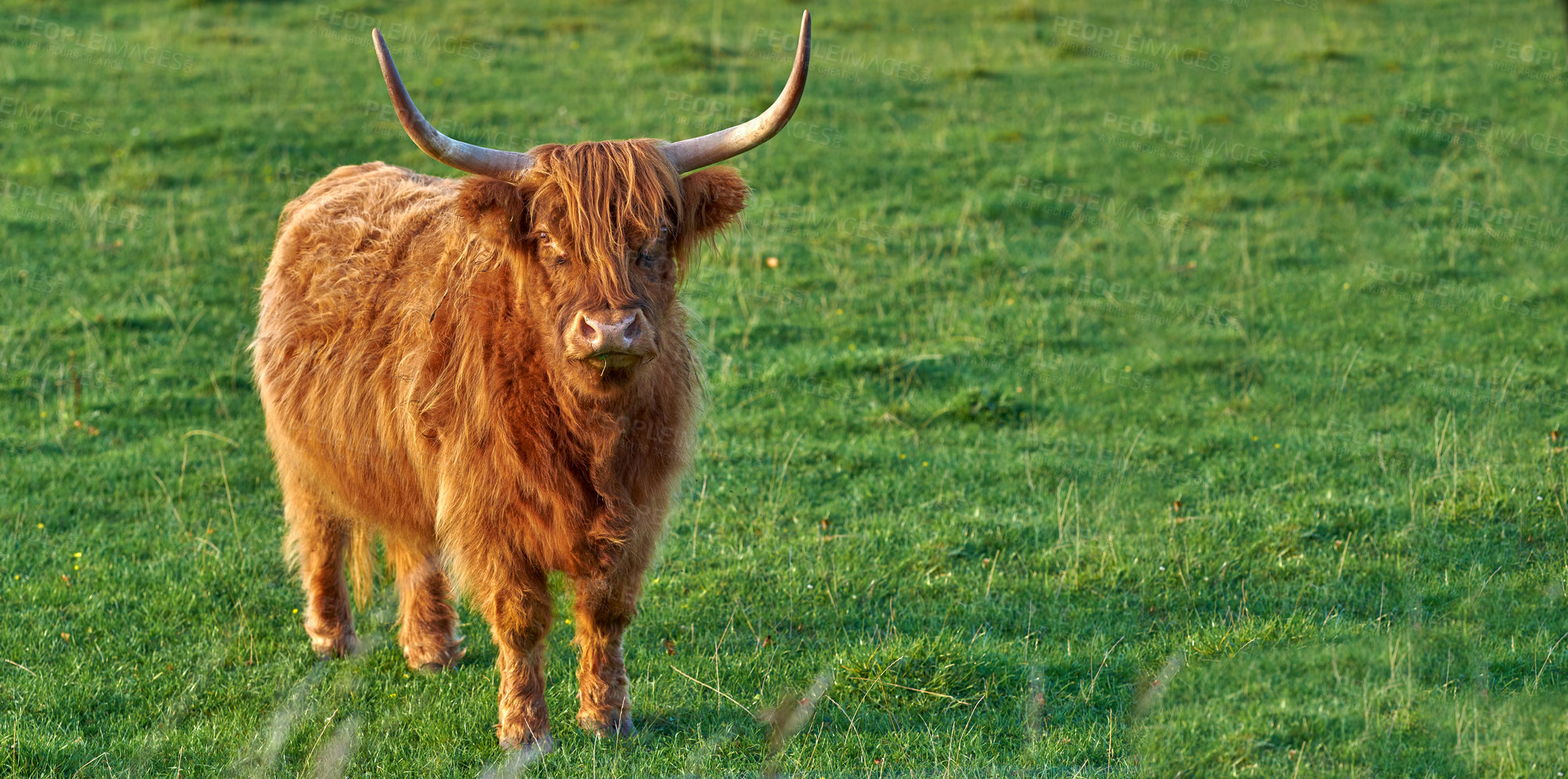 Buy stock photo Scottish breed of cattle and livestock on a farm for beef industry. Landscape with animal in nature. Brown hairy highland cow with horns on a green field in a rural countryside with copy space. 