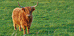 Highland cows