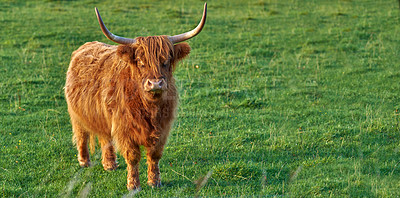 Buy stock photo Scottish breed of cattle and livestock on a farm for beef industry. Landscape with animal in nature. Brown hairy highland cow with horns on a green field in a rural countryside with copy space. 