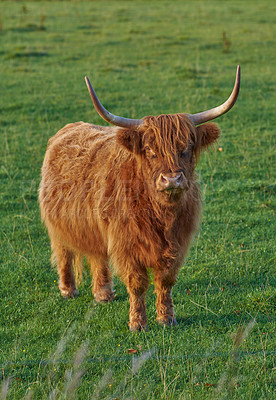 Buy stock photo Raising Scottish breed of cattle and livestock on a farm for beef industry. Landscape with animal in nature. Brown hairy highland cow with horns on a green field in a rural countryside with copyspace