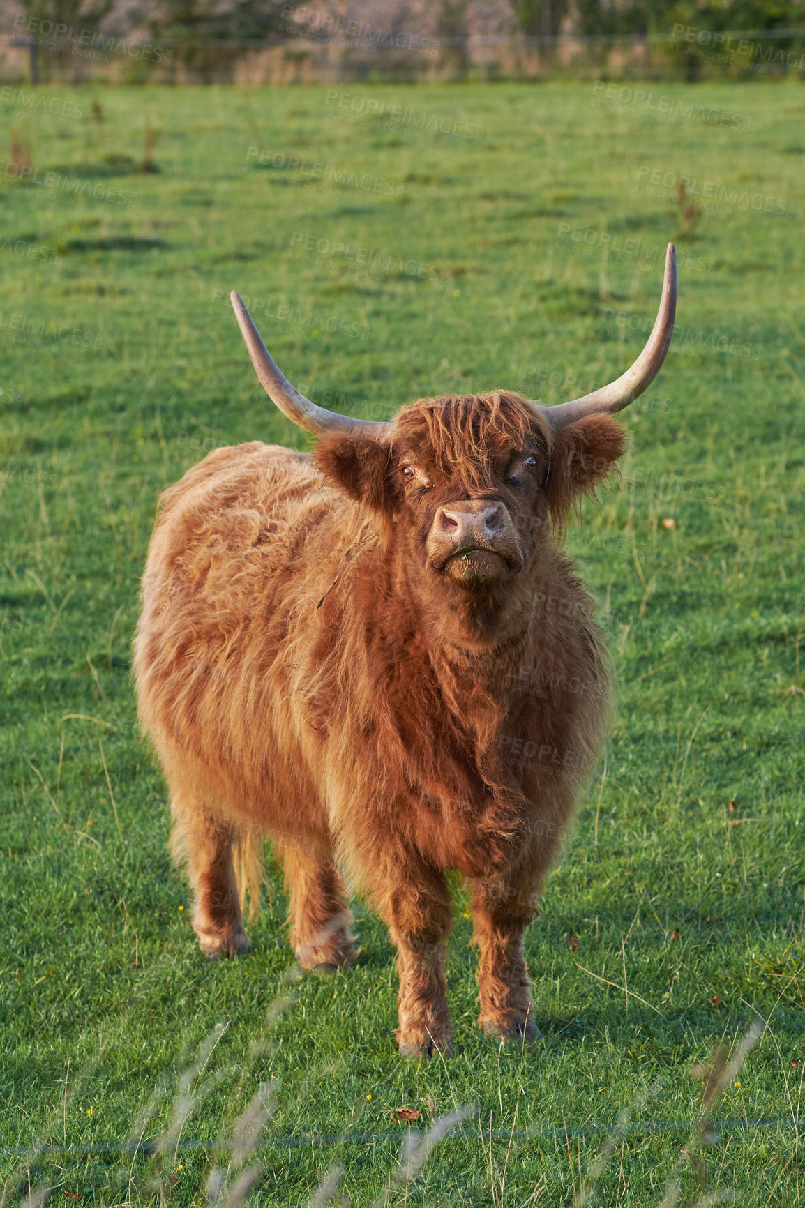 Buy stock photo Highland cow startled while eating in the daytime. Longhorn cattle looks up while grazing in a large open meadow. Brown furry bull with large horns stands in a field of green grass. 