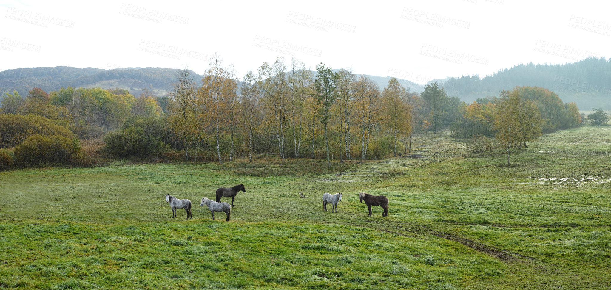 Buy stock photo a photo of a horse in natural setting