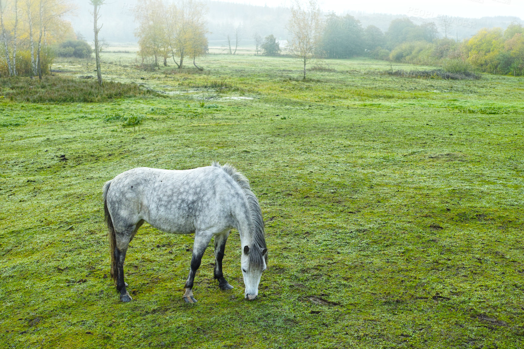 Buy stock photo a photo of a horse in natural setting