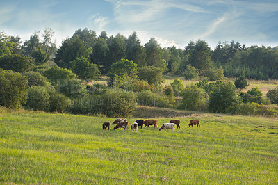 Buy stock photo a photo of a horse in natural setting