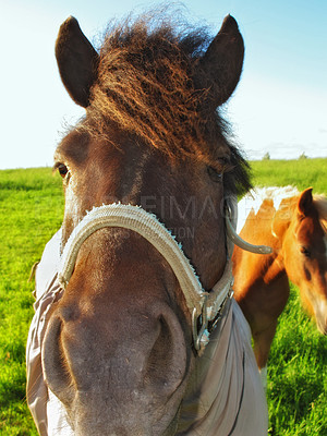 Buy stock photo a photo of a horse in natural setting