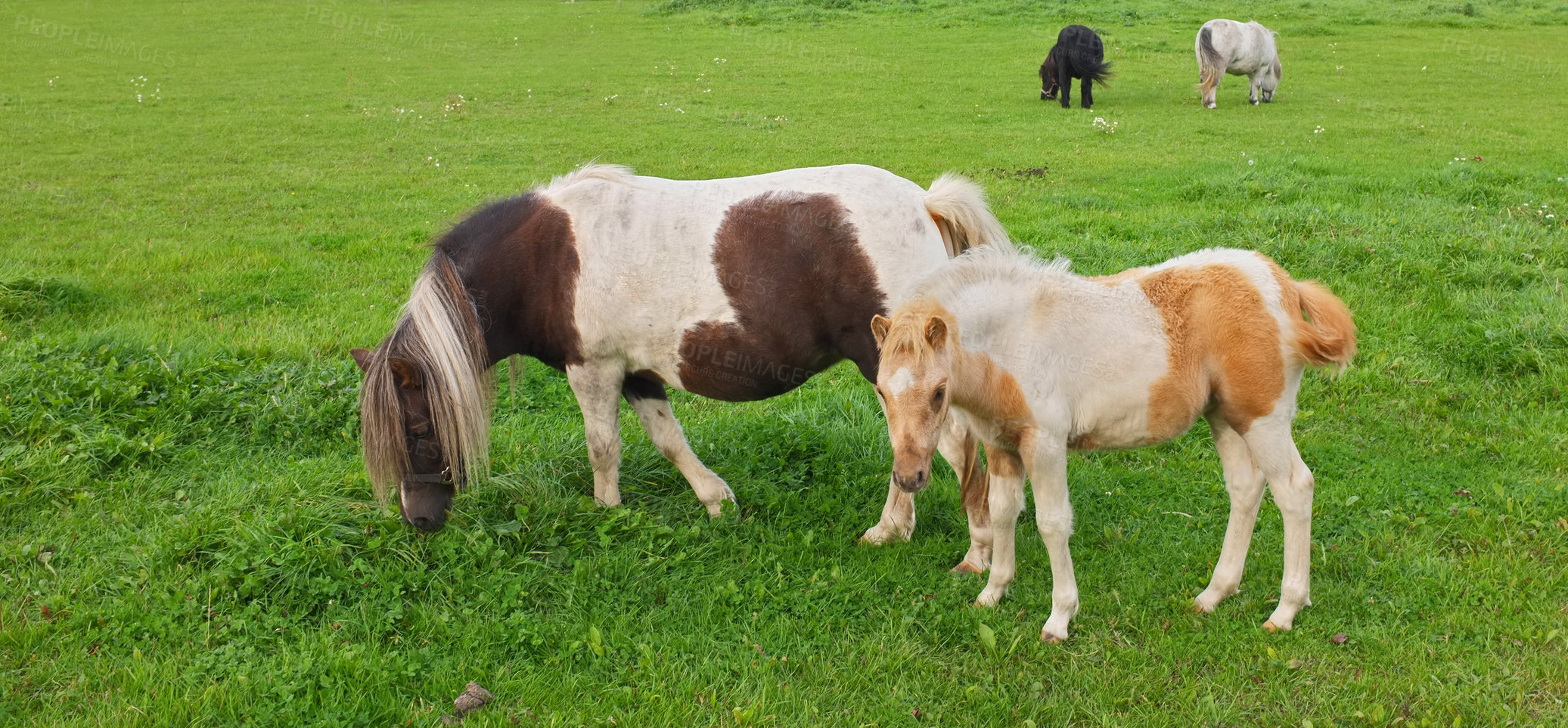 Buy stock photo a photo of a horse in natural setting