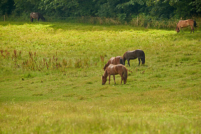 Buy stock photo a photo of a horse in natural setting