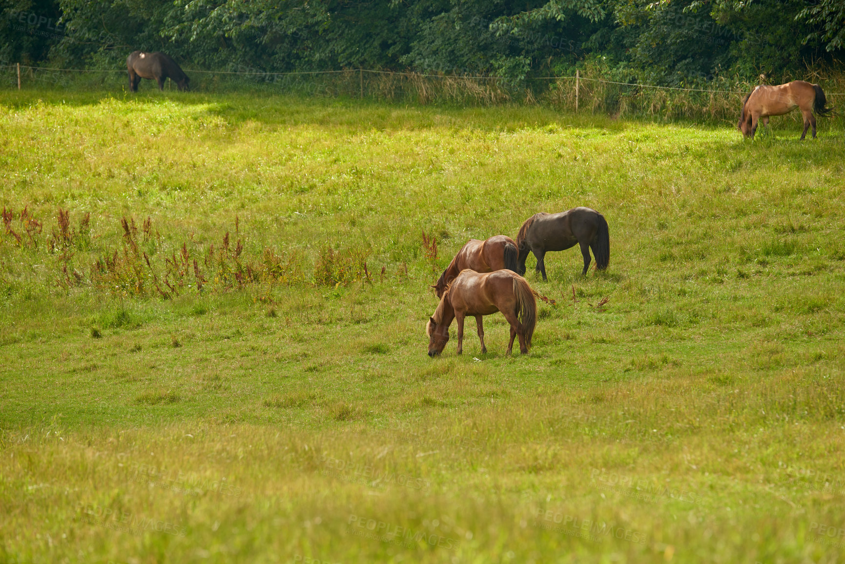 Buy stock photo a photo of a horse in natural setting