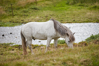 Buy stock photo a photo of a horse in natural setting