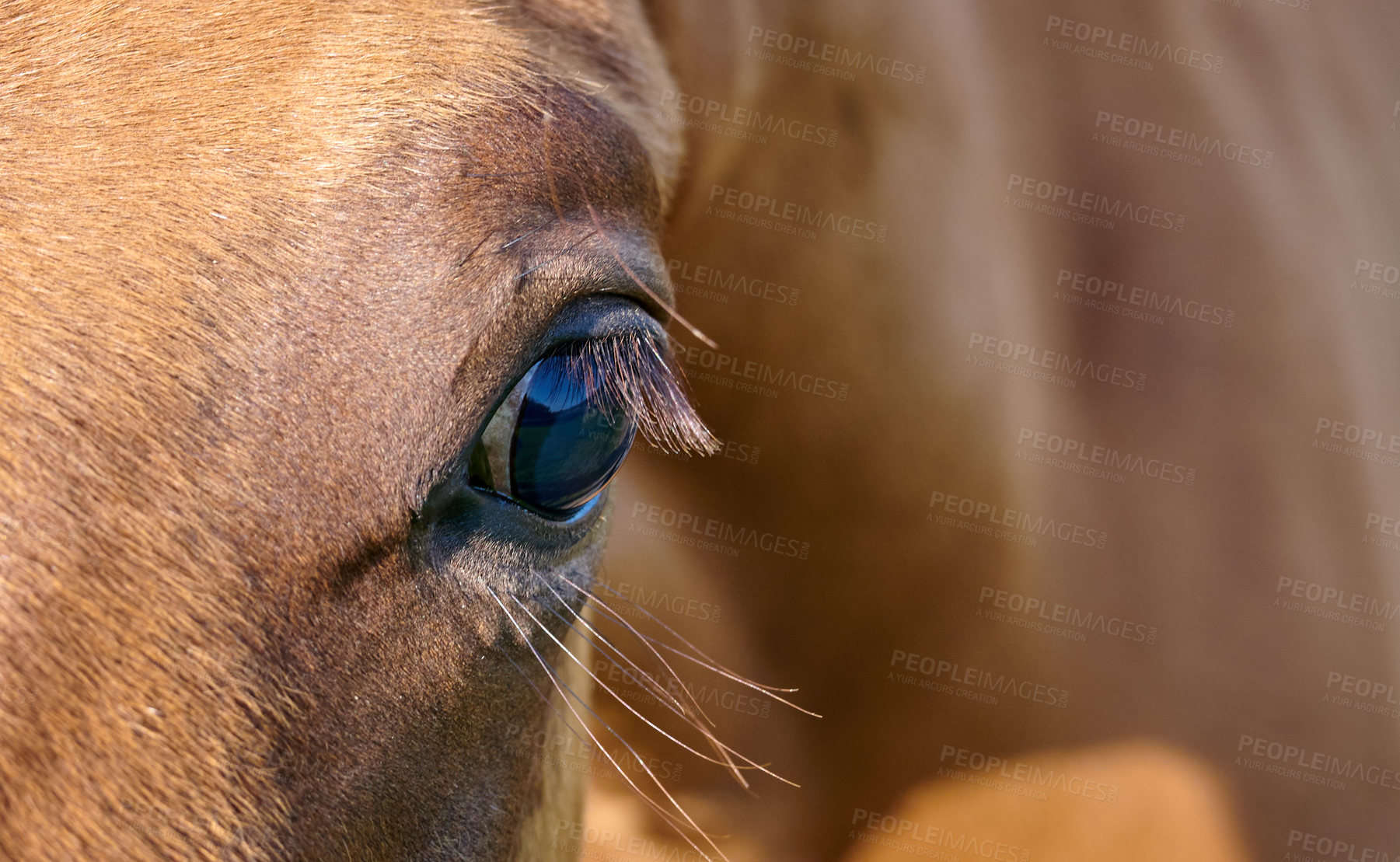 Buy stock photo a photo of a horse in natural setting