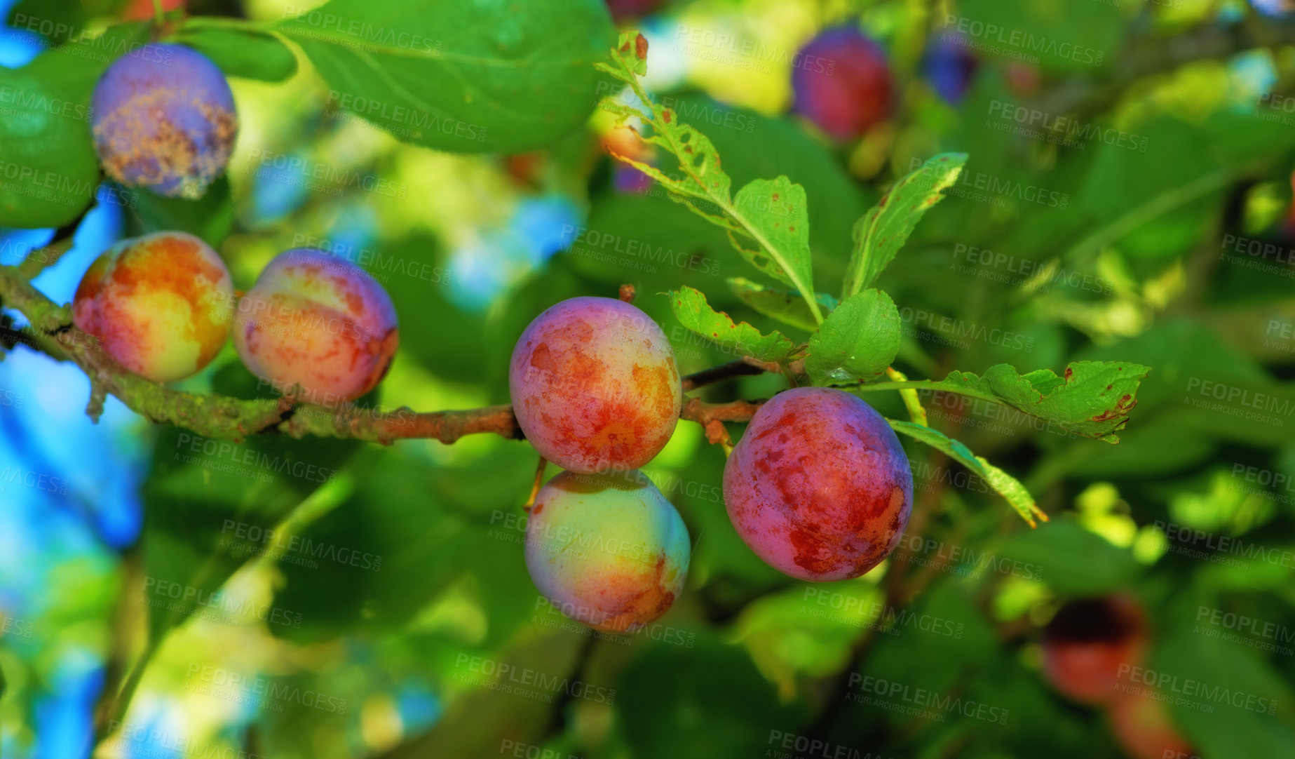 Buy stock photo Apple-picking has never looked so enticing -  a really healthy and tempting treat.