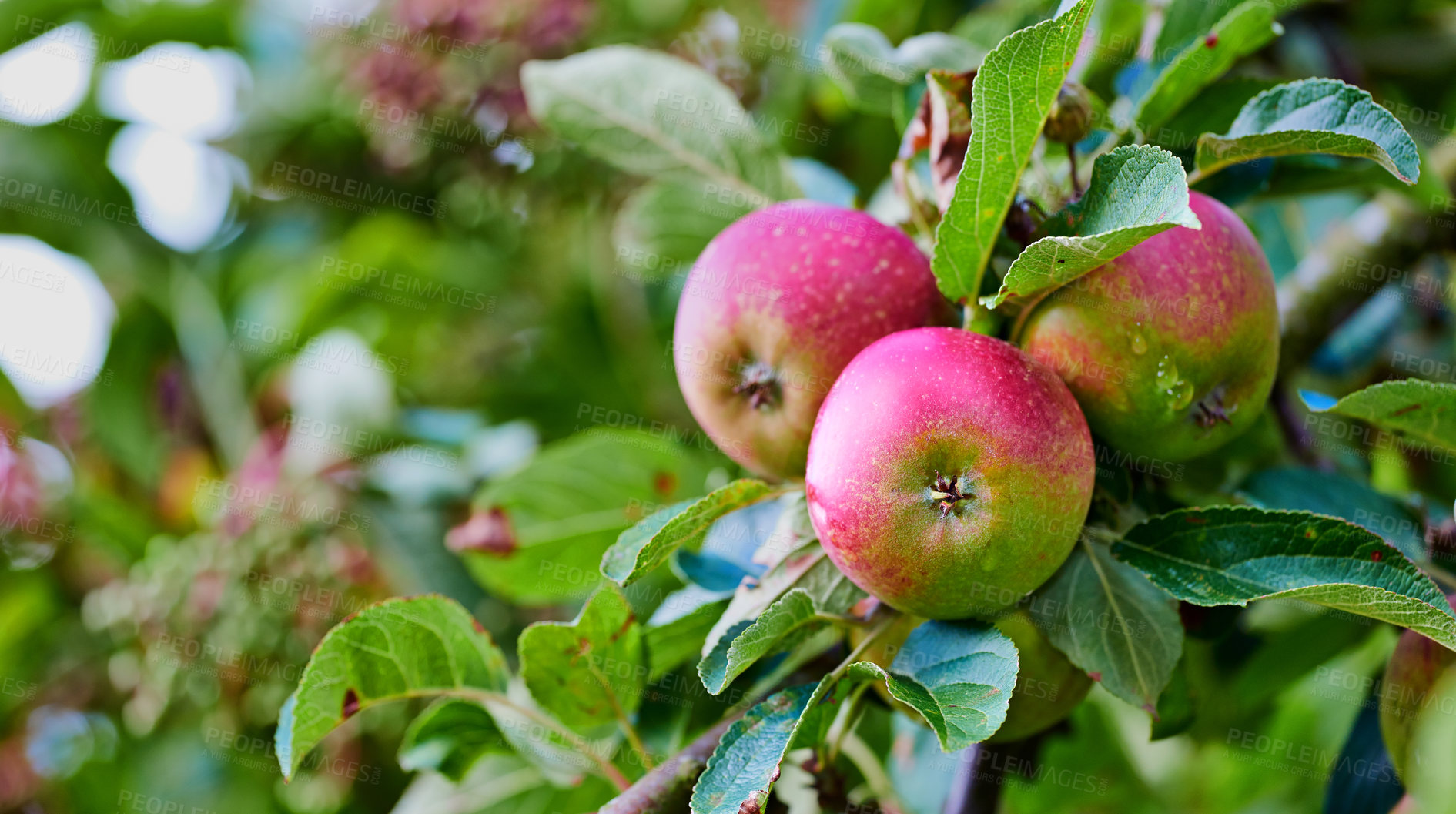 Buy stock photo Apple-picking has never looked so enticing -  a really healthy and tempting treat.