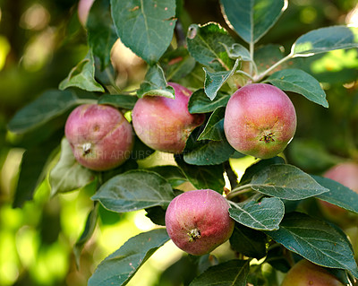 Buy stock photo Apple-picking has never looked so enticing -  a really healthy and tempting treat.