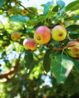 Buy stock photo Closeup, apple and tree for farming, growth and fruit in nature for agriculture, food or spring for harvest. Apples, fruits and leaves at farm, trees and production in summer, countryside or orchard