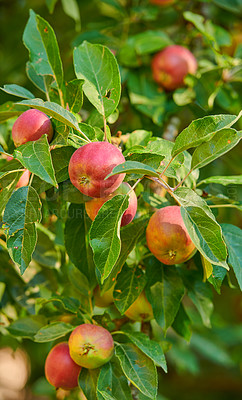 Buy stock photo Closeup, apple and tree at farm, growth and fruit in nature for agriculture, food or spring for harvest. Apples, fruits and leaves with farming, trees and production in summer, countryside or orchard