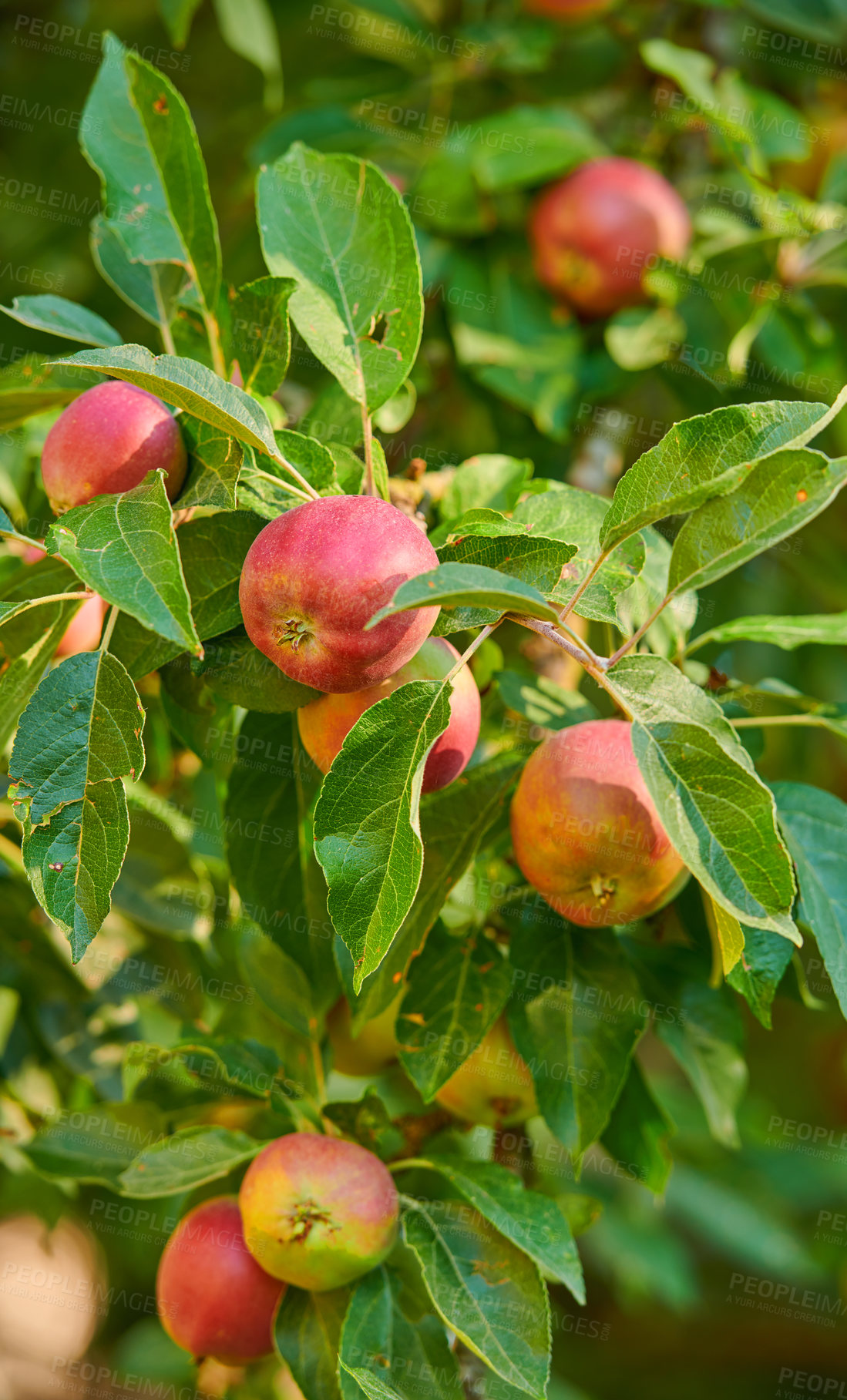Buy stock photo Closeup, apple and tree at farm, growth and fruit in nature for agriculture, food or spring for harvest. Apples, fruits and leaves with farming, trees and production in summer, countryside or orchard