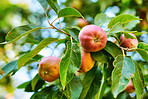 An apple per day keeps the doctor away