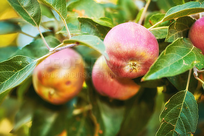 Buy stock photo Apple-picking has never looked so enticing -  a really healthy and tempting treat.