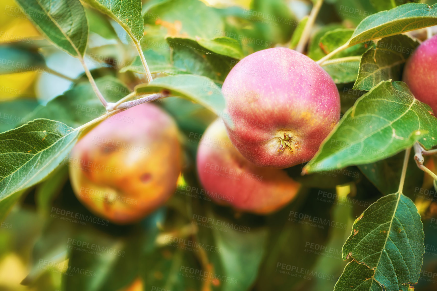 Buy stock photo Apple-picking has never looked so enticing -  a really healthy and tempting treat.