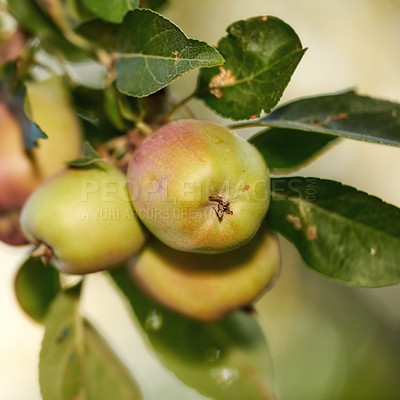 Buy stock photo Nature, fruit and apple on trees in farm for agriculture, orchard farming and harvesting. Countryside, sustainability and closeup of green apples on branch for organic, healthy and natural produce