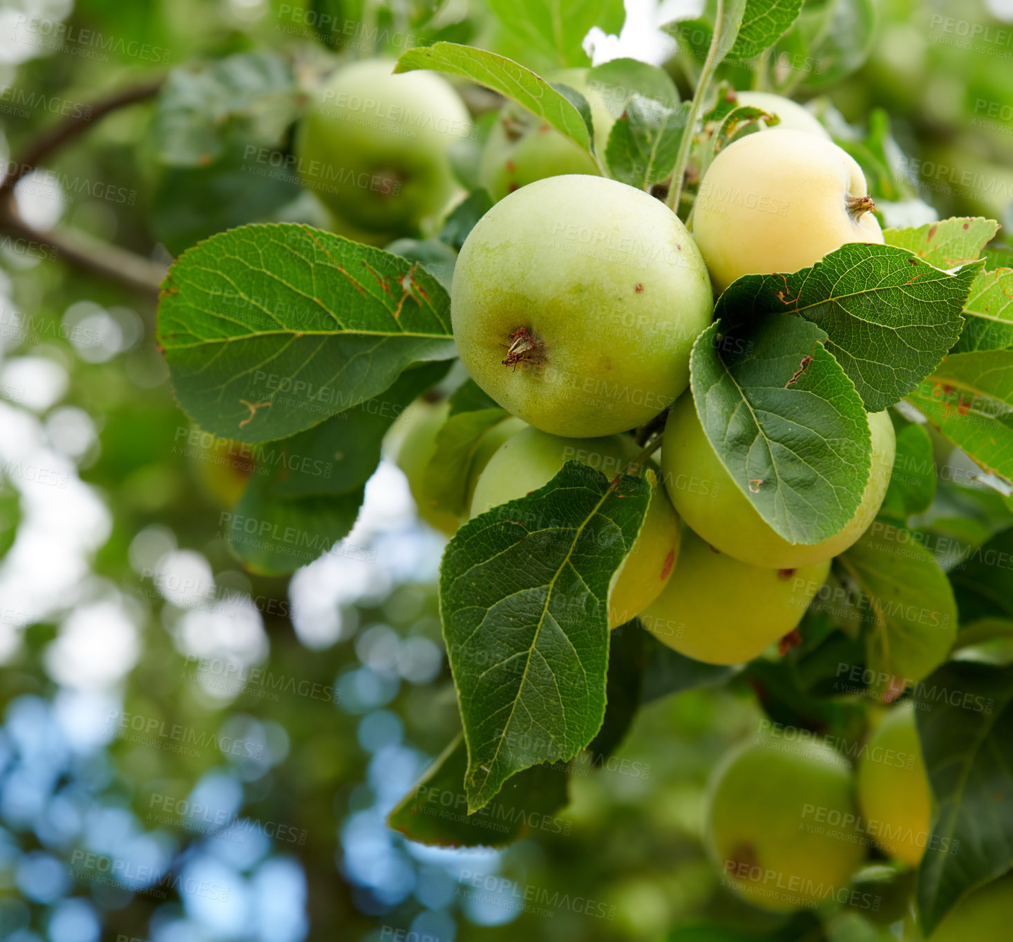 Buy stock photo Apple-picking has never looked so enticing -  a really healthy and tempting treat.