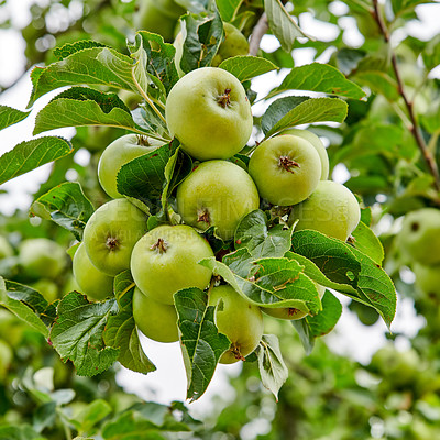 Buy stock photo Nature, green and apple growing on trees in orchard for agriculture, farming and harvesting. Natural food, sustainability and closeup of green apples on branch for organic, healthy and ripe fruit