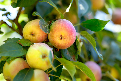 Buy stock photo Apple-picking has never looked so enticing -  a really healthy and tempting treat.